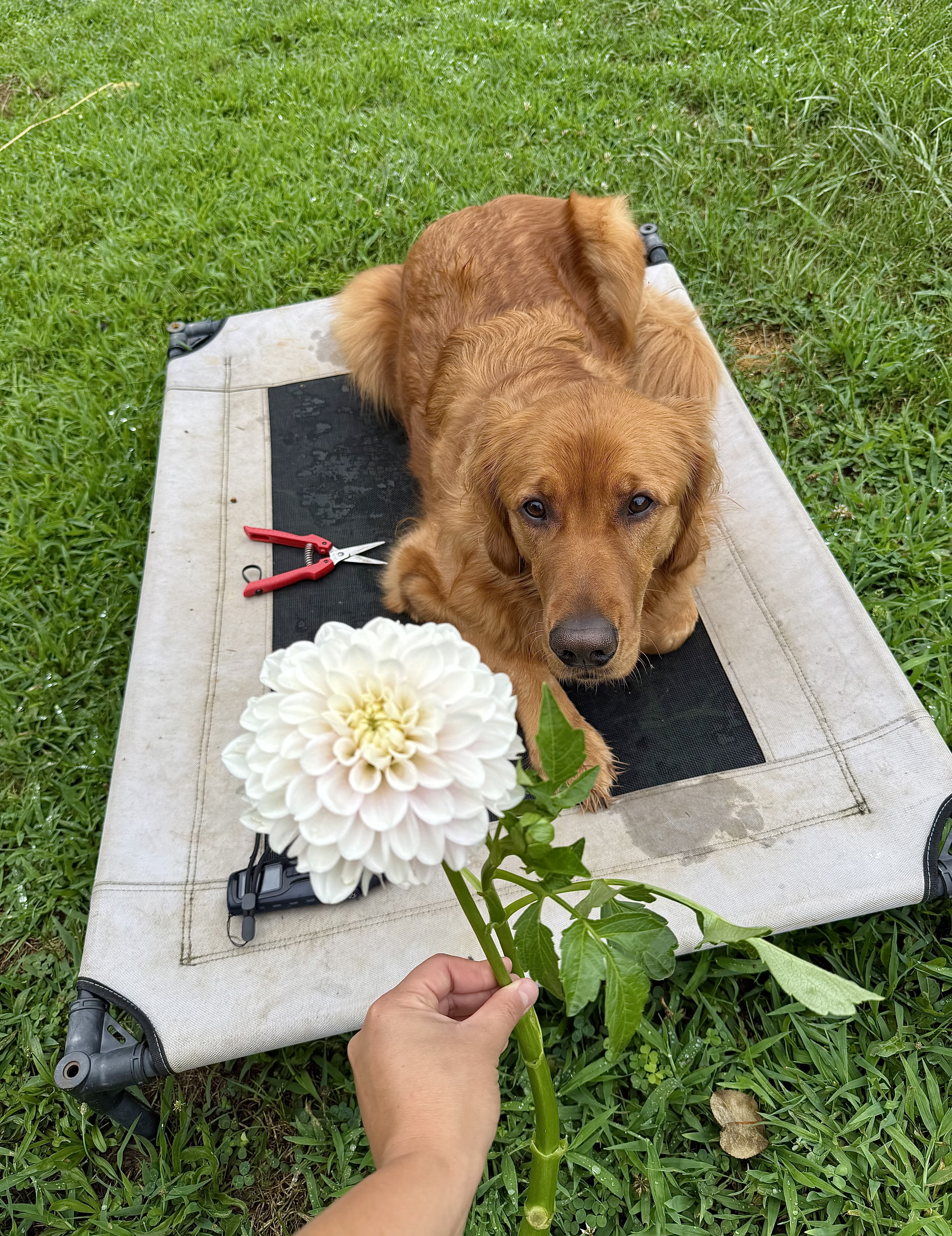 Once & Flor'al flowers